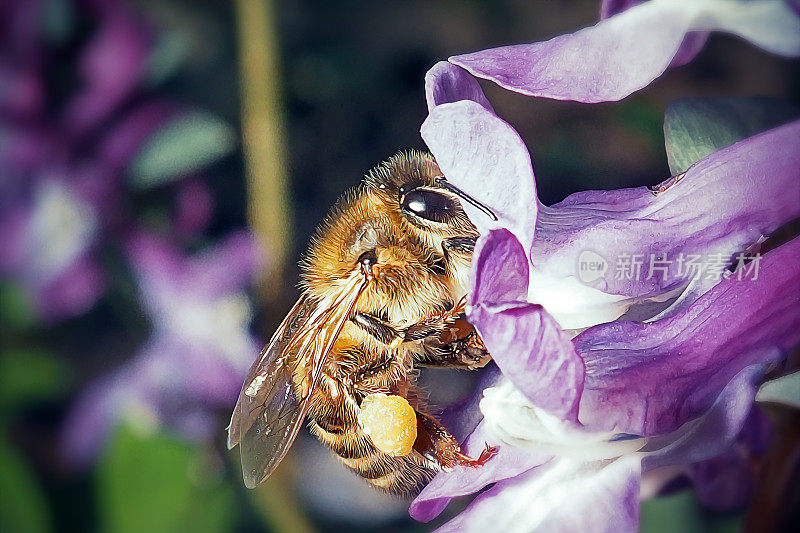 西方蜜蜂昆虫