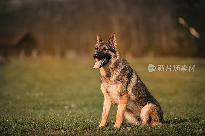 一只漂亮的德国牧羊犬坐在草地上，张着嘴，伸出舌头