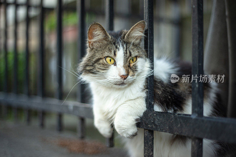多色的流浪猫坐在铁栏杆上。