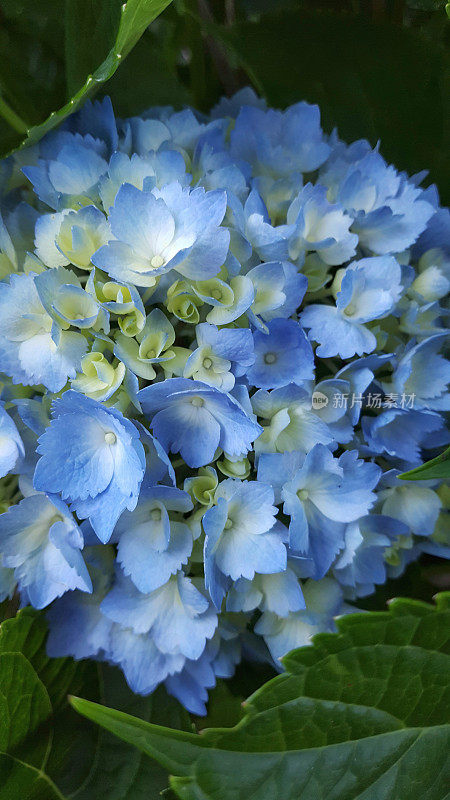 蓝色和绿色的梦;楠塔基特蓝绣球花
