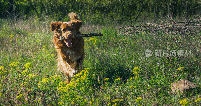 一只红头发的新斯科舍省狗在黄花盛开的草地上奔跑，嘴里叼着一根棍子。