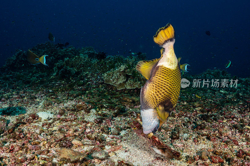 在安达曼海，泰坦触发器鱼正在咬一根珊瑚树枝