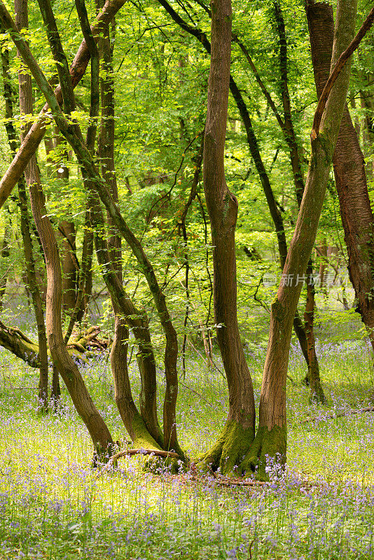 英国山毛榉林中的风信子