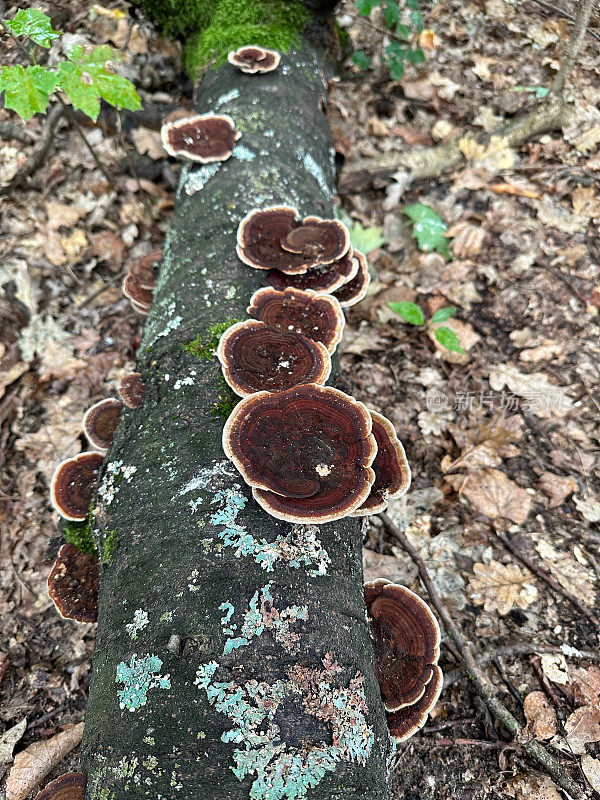 秋天倒下的树干上的棕色蘑菇