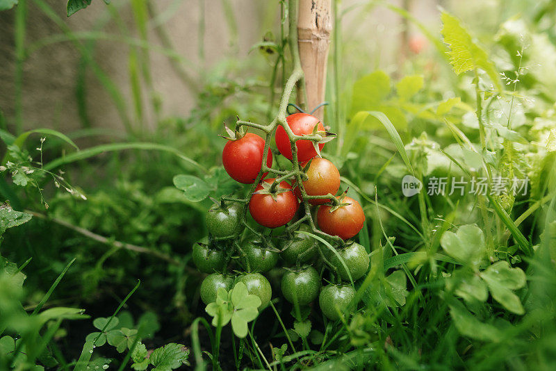 樱桃番茄植株