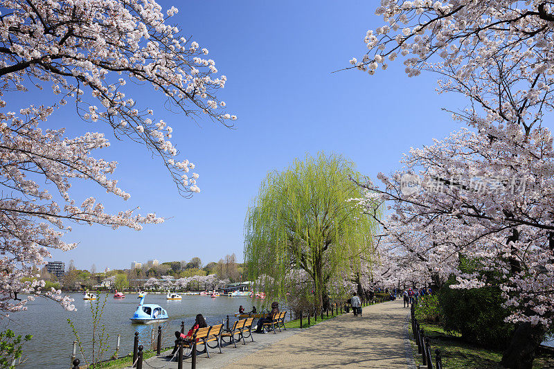 樱花盛开在上野公园，日本，东京，东京