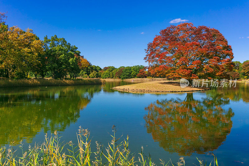 秋天的昭和纪念公园，秋岛，东京
