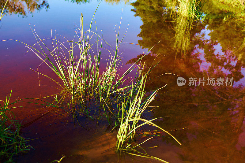 在一个美丽的湿地里，从沼泽里的死水里长出来的一簇簇草