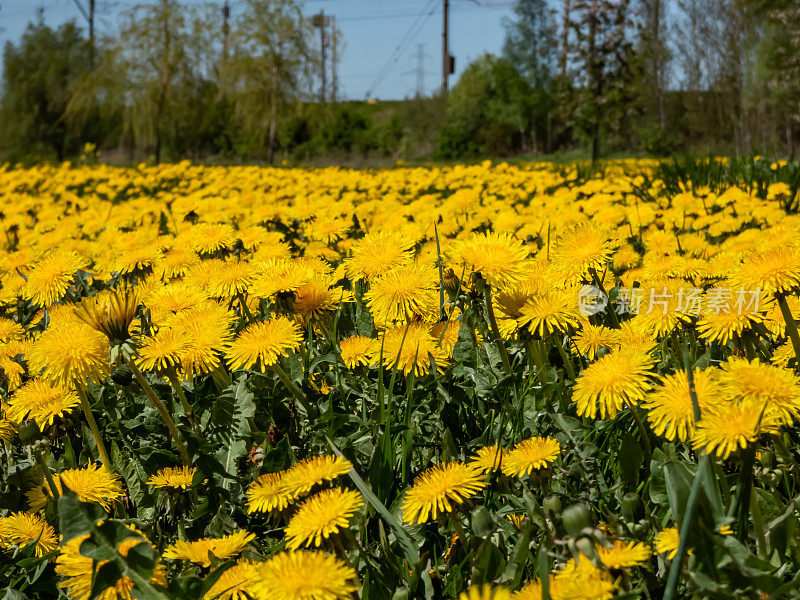 明黄色蒲公英(狮子牙)的微距镜头，在绿草的大花场中开花，黄色蒲公英与地平线和蓝天