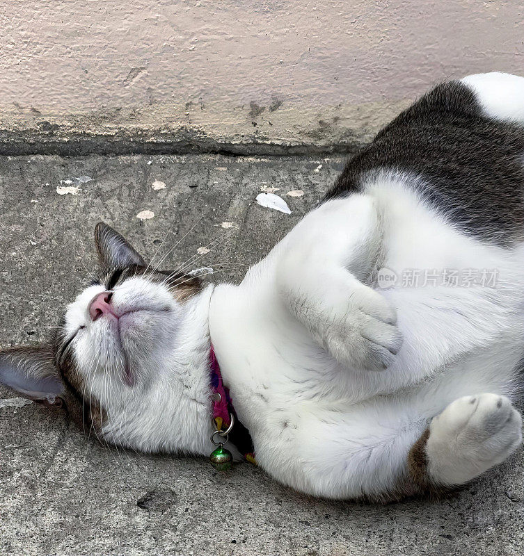 一只猫躺在地上的照片，一只埃及猫闭着眼睛躺在人行道上。