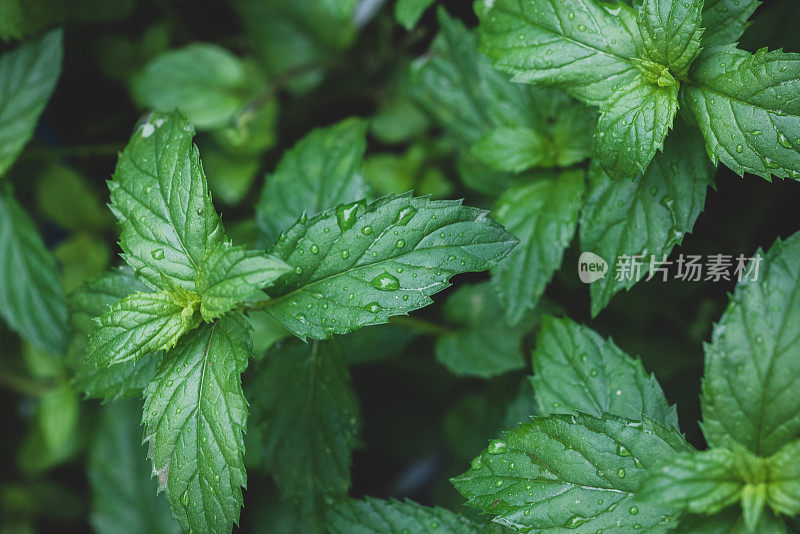 从薄荷植物的叶子顶部往下看。