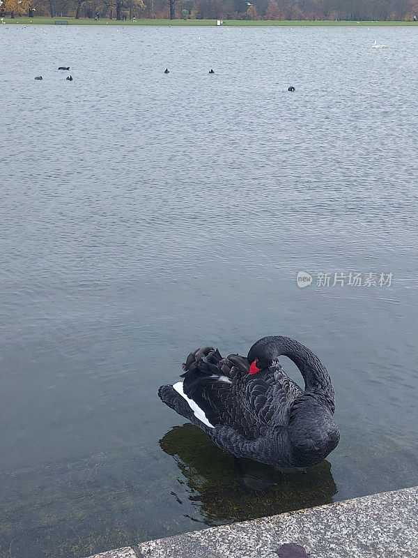 湖边的黑天鹅
