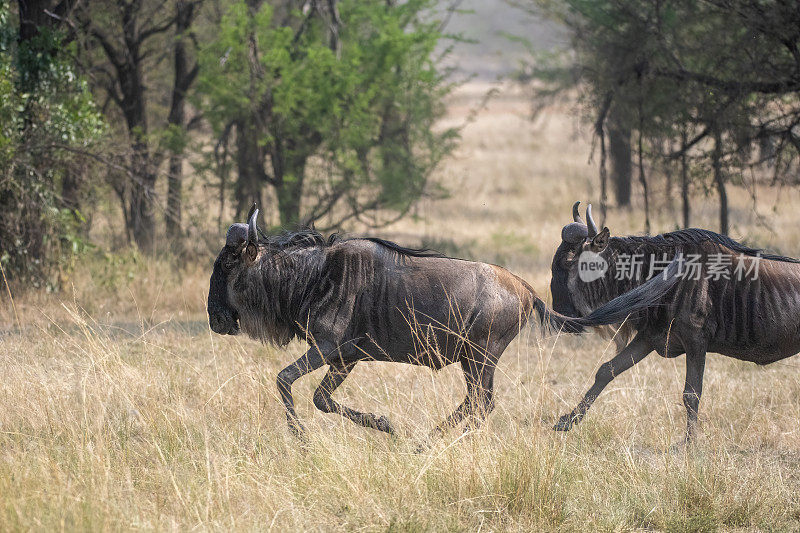 在移动中-一群角马在大迁徙期间在大草原上奔跑-塞伦盖蒂-坦桑尼亚