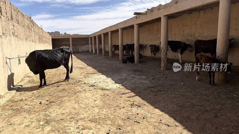 IMG_4716⁨奶牛，市场日，Rissani⁩，⁨摩洛哥