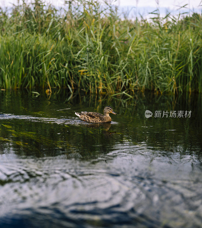 小游水在平静的水面上荡漾