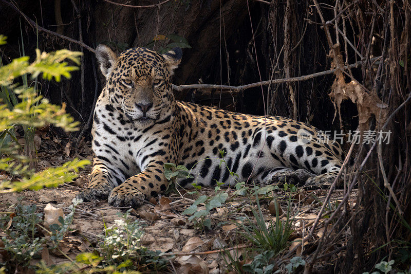 美洲豹在巴西潘塔纳尔湿地