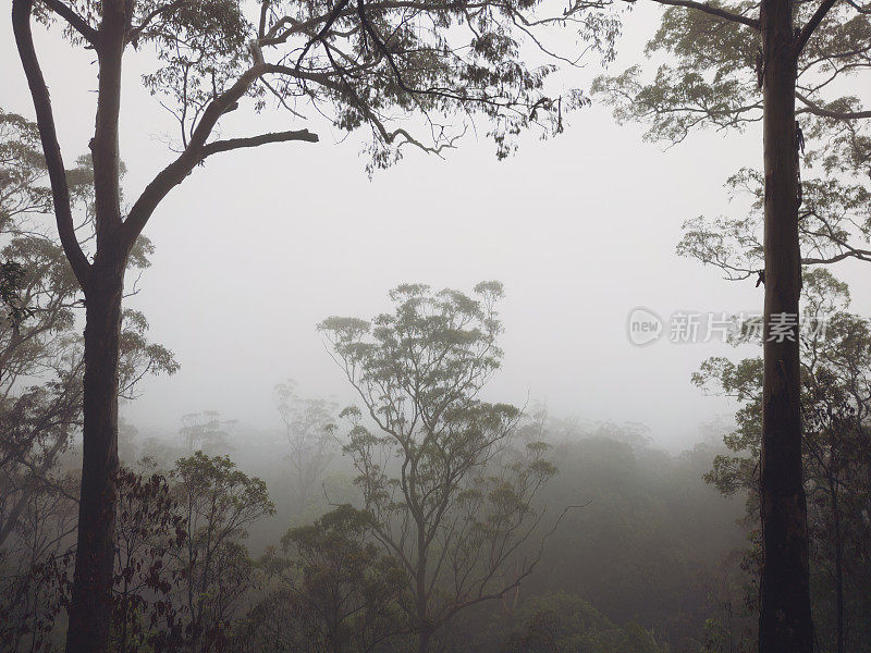 雨林的树冠笼罩在薄雾中