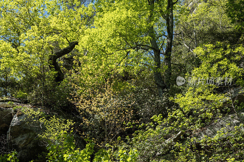 烟囱岩州立公园的春景