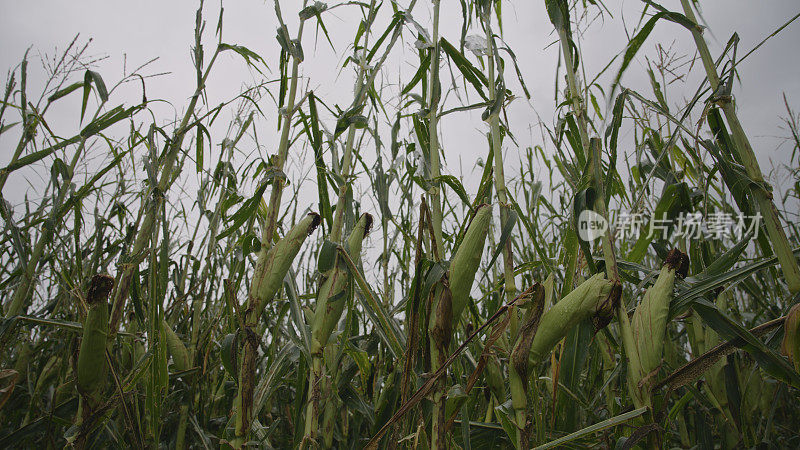 由于极端恶劣的天气，所有的玉米作物都干枯了