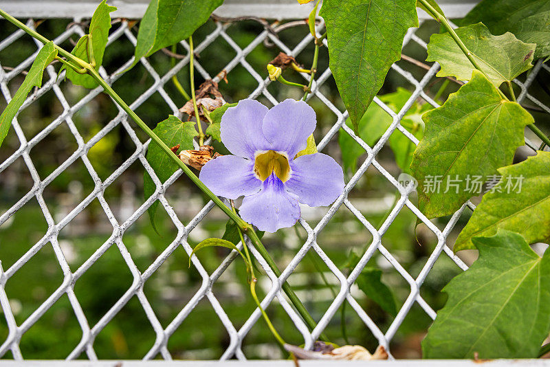 月桂钟藤或蓝色喇叭藤，是亚洲常见的攀缘植物