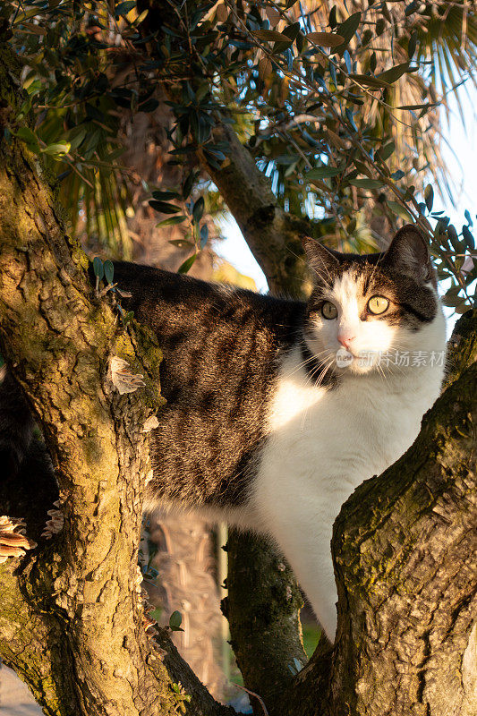 好奇的虎斑猫被困在树上