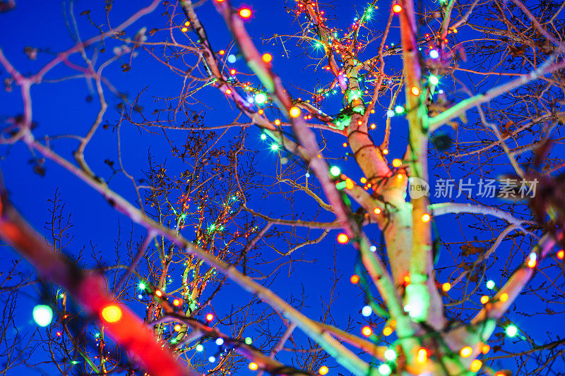 白杨树上的圣诞彩灯