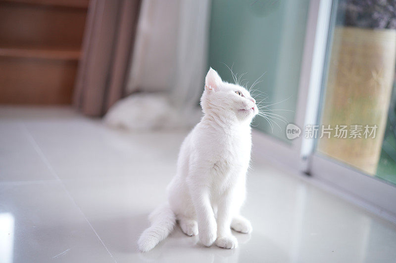 偷拍的英国短毛白色小猫坐着，看着外面的玻璃门，在家里有一种顽皮的感觉
