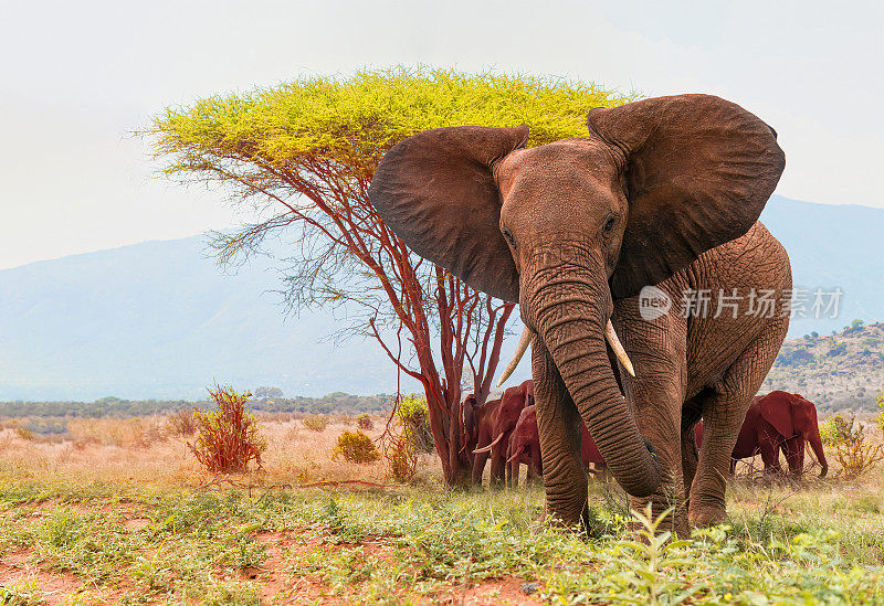野外的非洲象群