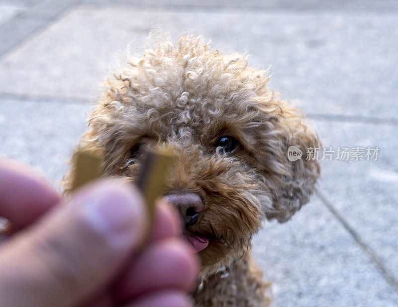 凝视的贵宾犬