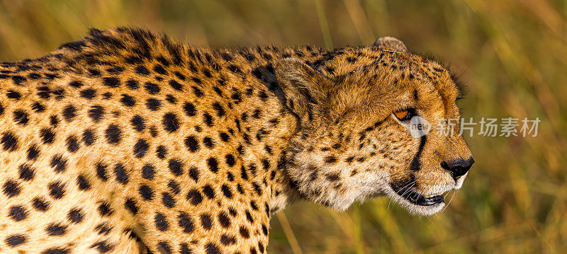 非洲猎豹在野外狩猎