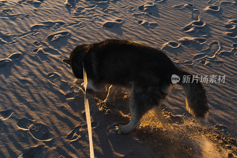 一只哈士奇狗在沙滩上挖洞。