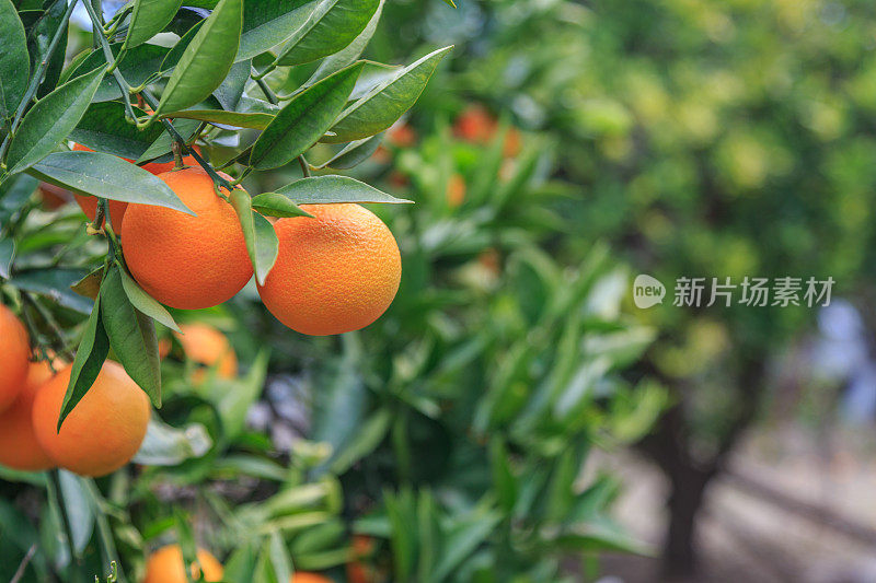 在橘子园里，把橘子挂在树枝上
