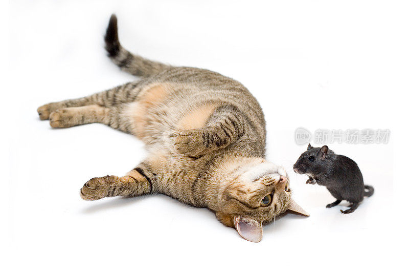 猫在捉老鼠