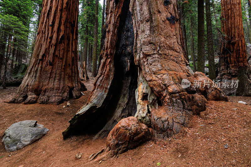 巨型红杉，红杉国家公园