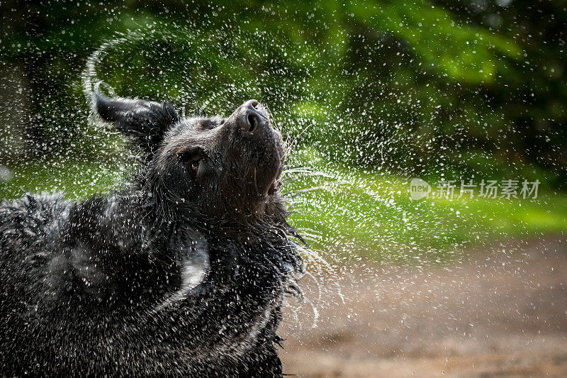 黑狗摇着头上的水。
