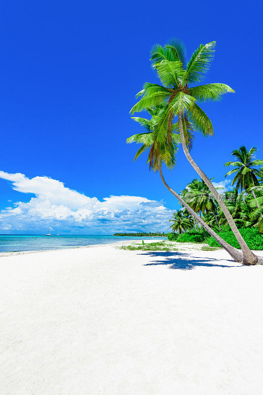 天堂热带海滩棕榈
