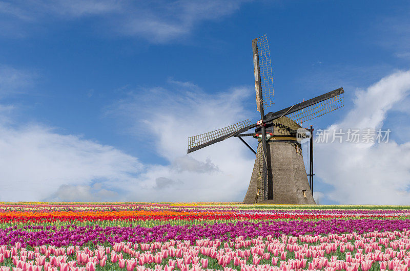 荷兰阿姆斯特丹的风景郁金香和风车