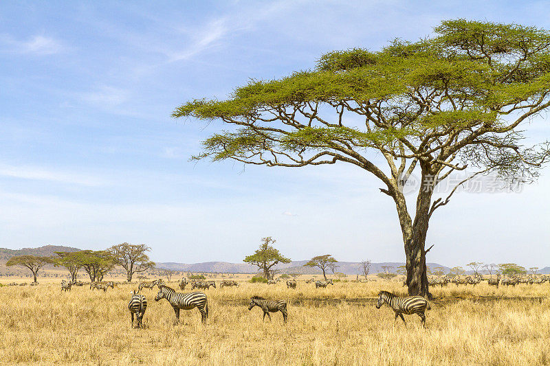 斑马在非洲的大草原上吃草