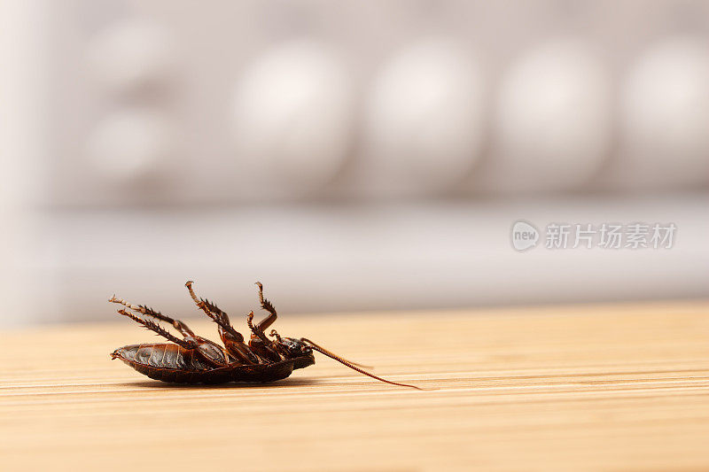 公寓厨房里的死蟑螂
