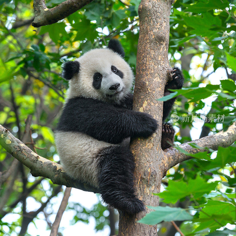 可爱的熊猫熊在树上爬