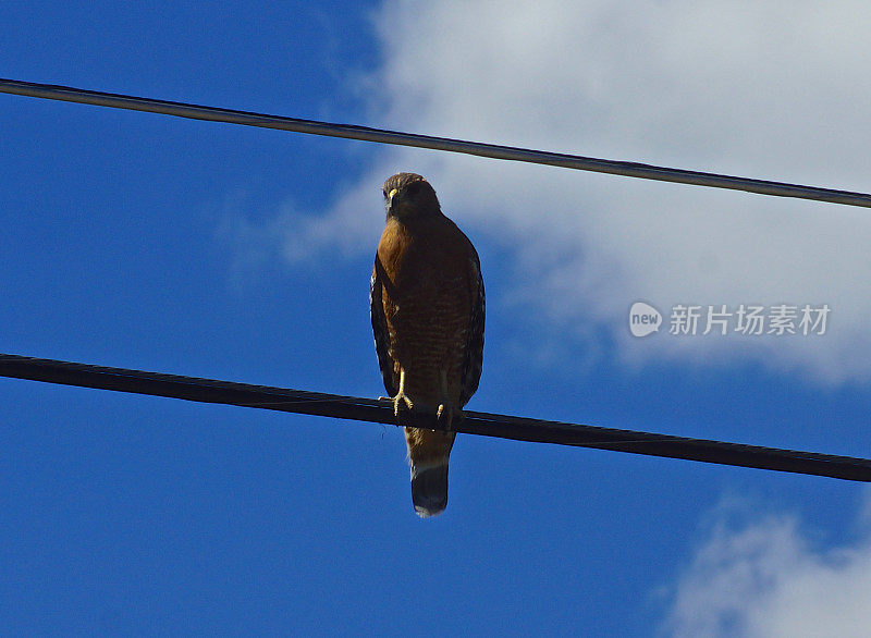 太沙士达山鹰时