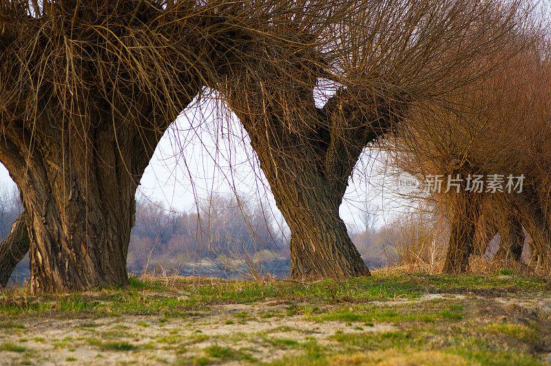 维斯瓦河岸，波兰。柳树