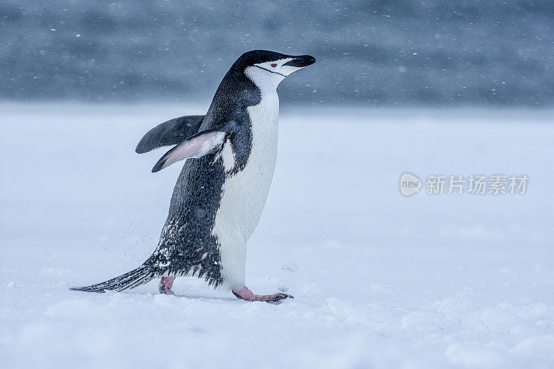 南极洲的帽带企鹅在雪地里行走