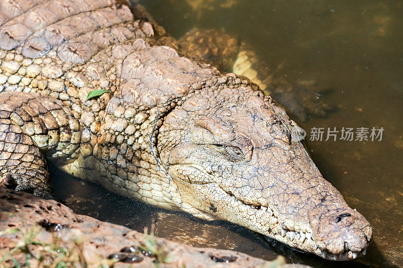 鳄鱼微笑:休息