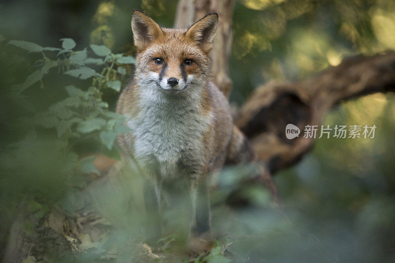 红狐狸