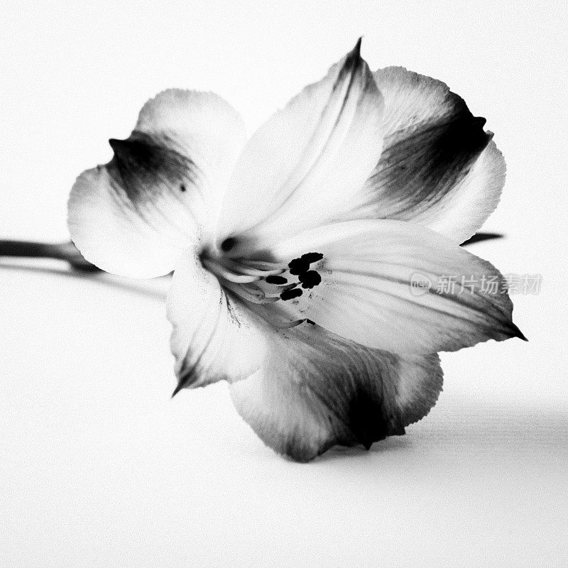 白色背景下的花朵特写镜头