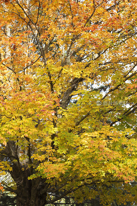 秋天的金色枫树