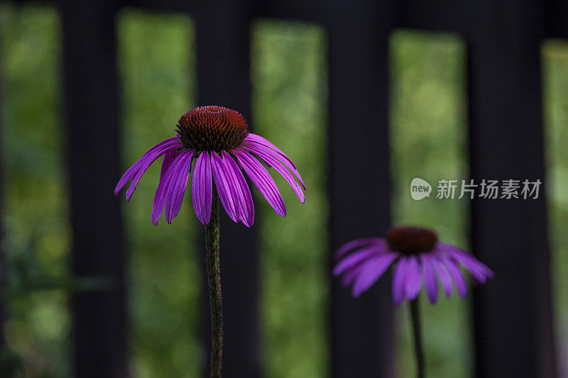 紫锥菊