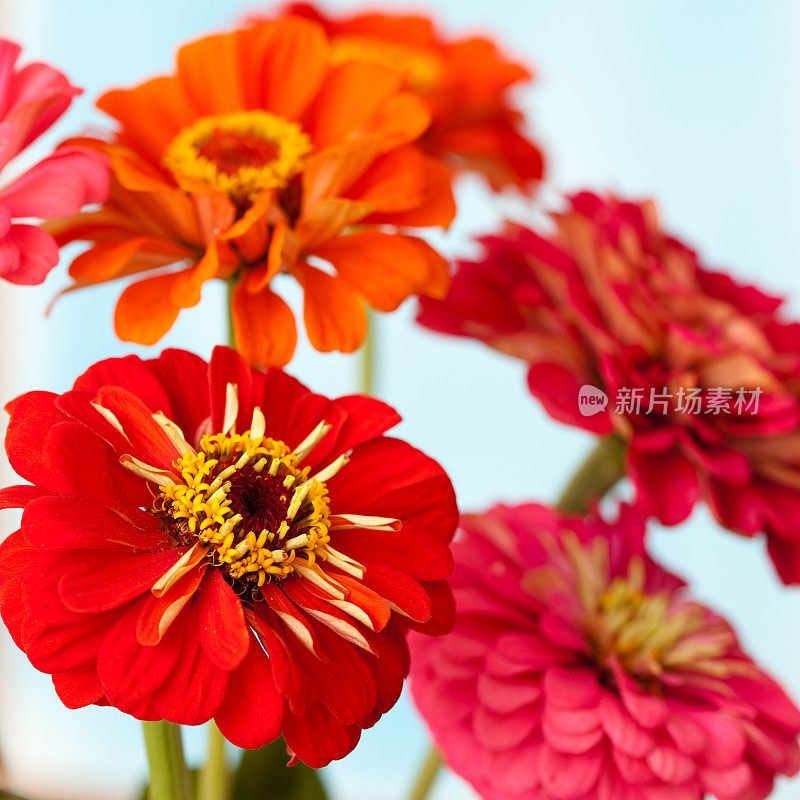 Zinnia花