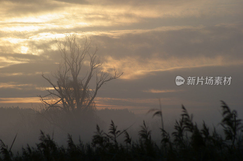 背光树在晨雾在草地在日出